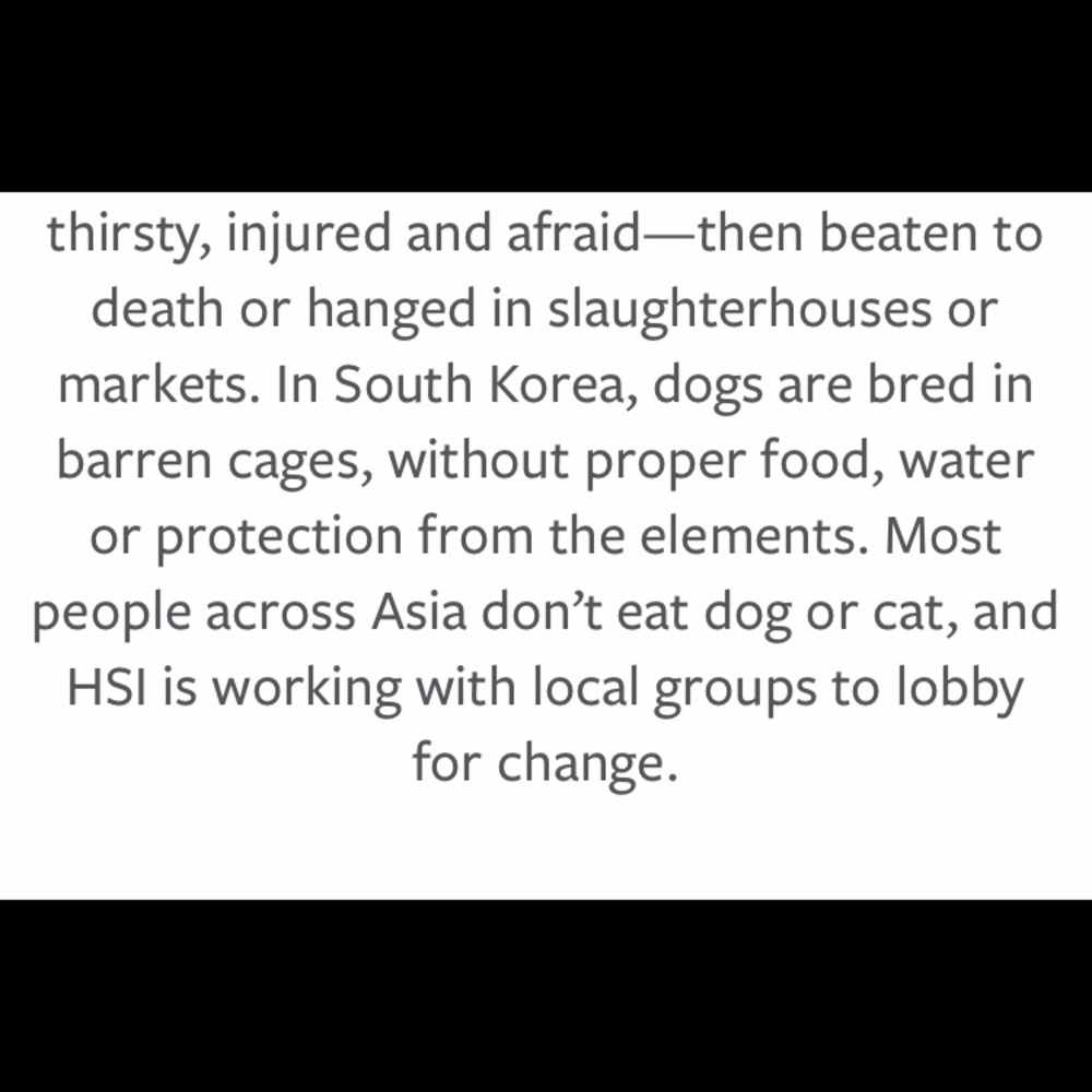 🤬STOP YULIN🤬 - Picture 6 of 8
